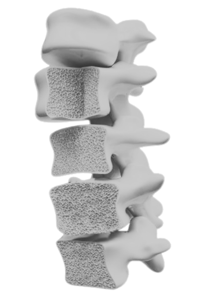 Insights Osteoporose